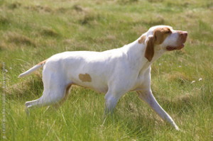 Ariege Pointer is walking on the field