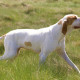 Ariege Pointer is walking on the field