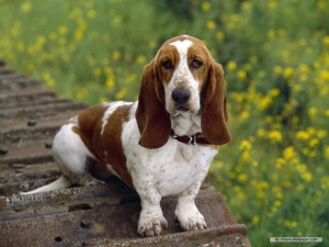Artois Hound is just sitting