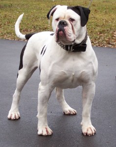 American Bulldog is walking