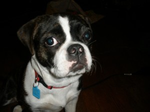 American Bullnese is looking back to the camera