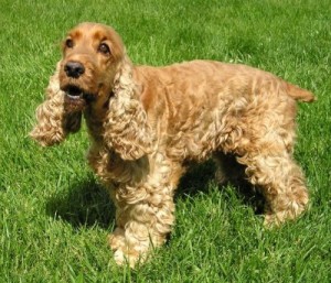 Spaniel Dog wants to play