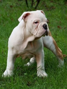 Australian Bulldog wants to play