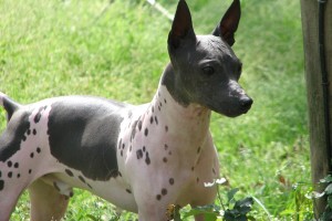 American Hairless Terrier is walking uphill