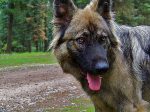 American Alsatian is staring
