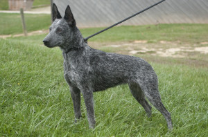 Australian Stumpy Tail Cattle is now being alert
