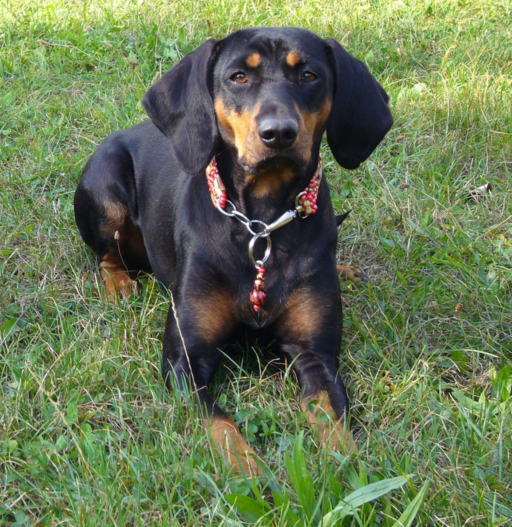 Black and tan sales pointer