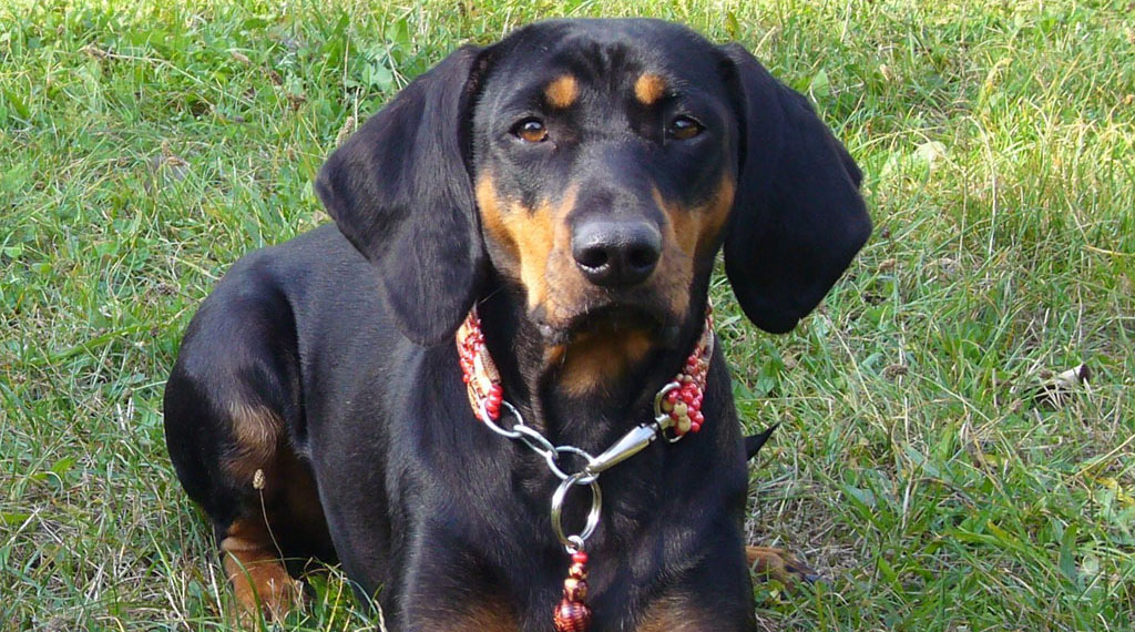Austrian Black and Tan Hound is just laying flat - Pet Paw