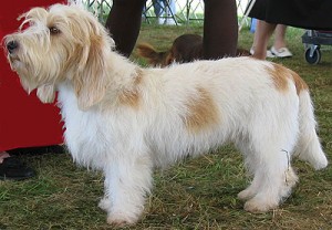 Basset Griffon Vendeen Grand