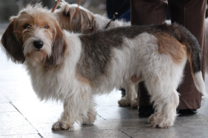 Basset Griffon Vendéen, Petit is ready to go out