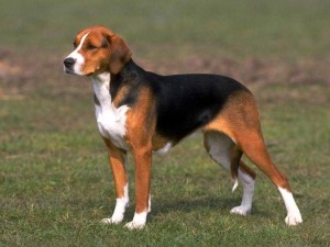 Beagle