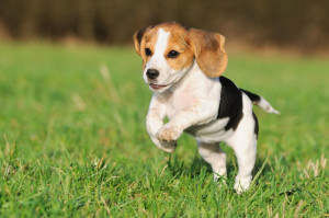 Beagle is excited to play