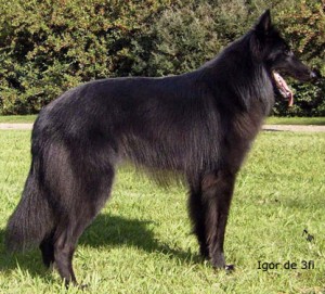 Belgian Shepherd Dog (Groenendael)