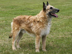 Belgian Shepherd Dog (Laekenois) is enjoying the weather