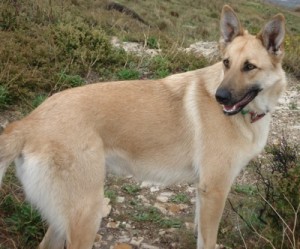 Belgian Shepherd Dog (Malinois)