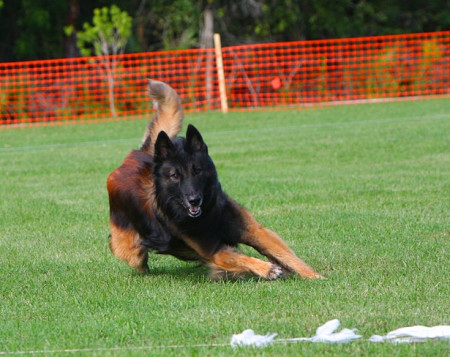 Belgian Shepherd (Tervuren) is playing - Pet Paw