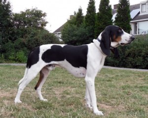 Berner Laufhund