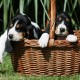 Berner Laufhund enjying the basket world