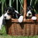 Berner Laufhund enjying the basket world