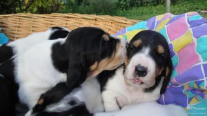 Berner Laufhund is kissing his sister