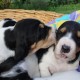 Berner Laufhund is kissing his sister
