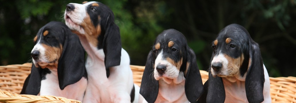 Berner Laufhund is just chilling with his buddy