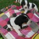 Berner Laufhund is playing on the ground