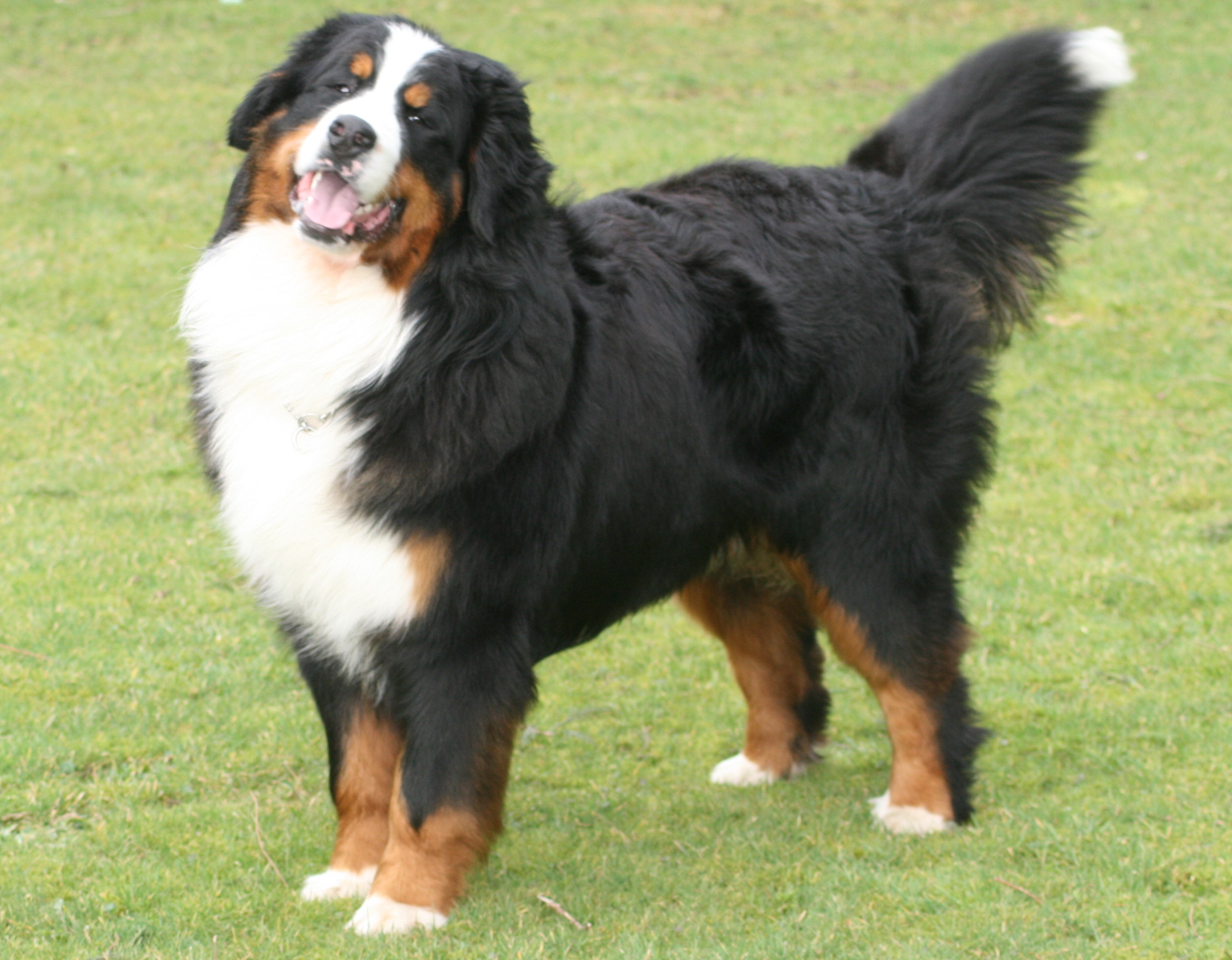 Bernese Mountain Dog wants to play Pet Paw