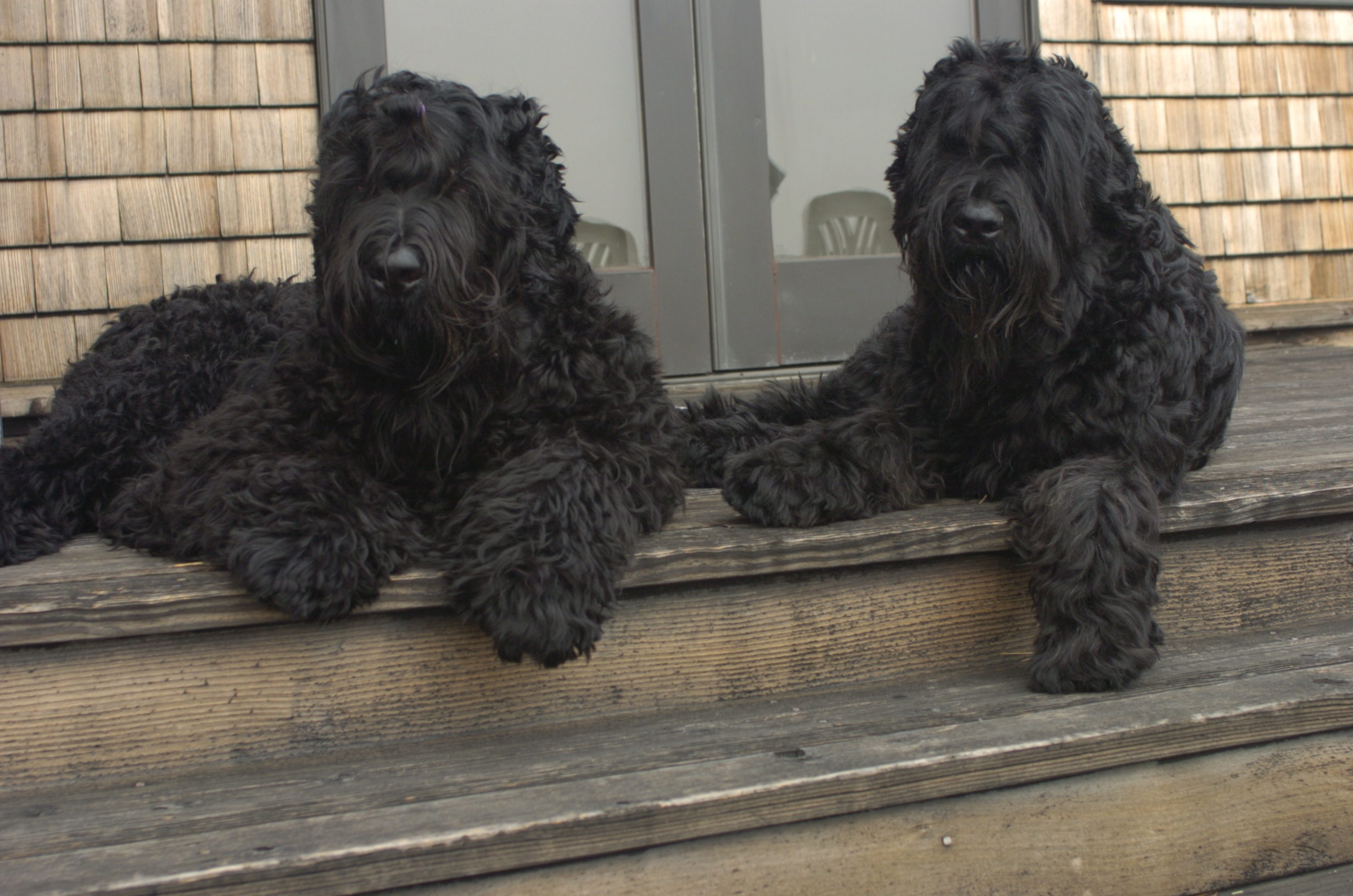 Black Russian Terrier Is Chilling On The Stairs Pet Paw