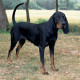 Black and Tan Virginia Foxhound is walking alone