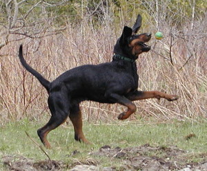 Black and Tan Virginia Foxhound
