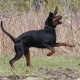 Black and Tan Virginia Foxhound is catching the ball