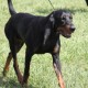 Black and Tan Virginia Foxhound is running downhill