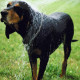 Black and Tan Virginia Foxhound is taking a shower