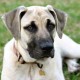 Blackmouth Cur is just laying down