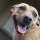 Blackmouth Cur is excited to go out