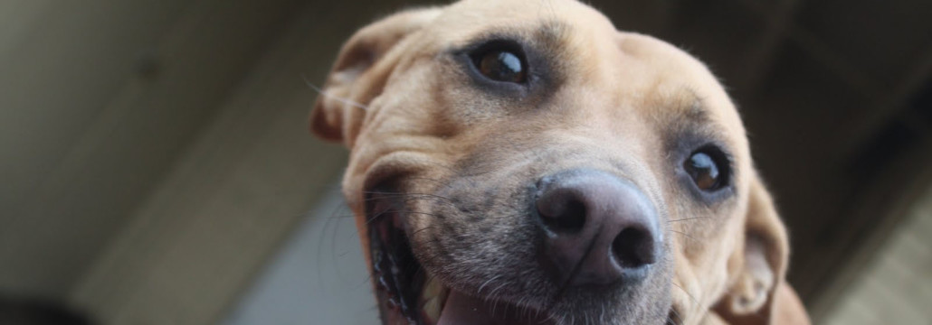 Blackmouth Cur is excited to go out