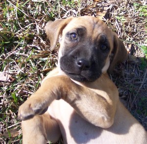 Blackmouth Cur