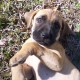 Blackmouth Cur wants to play
