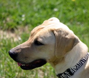 Blackmouth Cur is ready to play