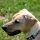 Blackmouth Cur is ready to play