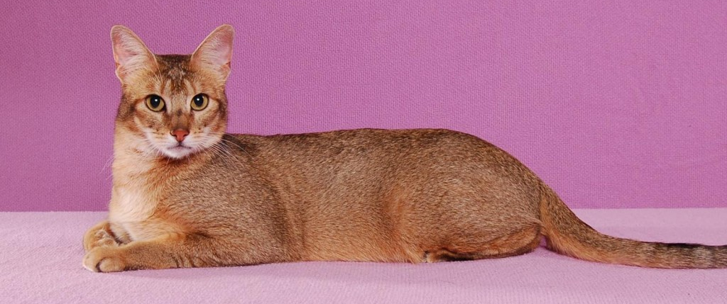 Abyssinian cat lying