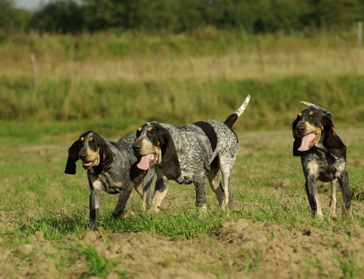 Bleu de Gascogne, Petit is hunting something