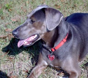 blue lacy training