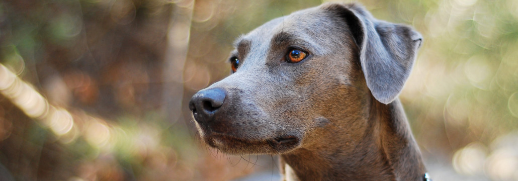 blue lacy training