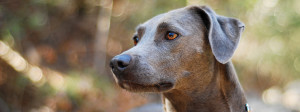 Blue Lacy is just starring