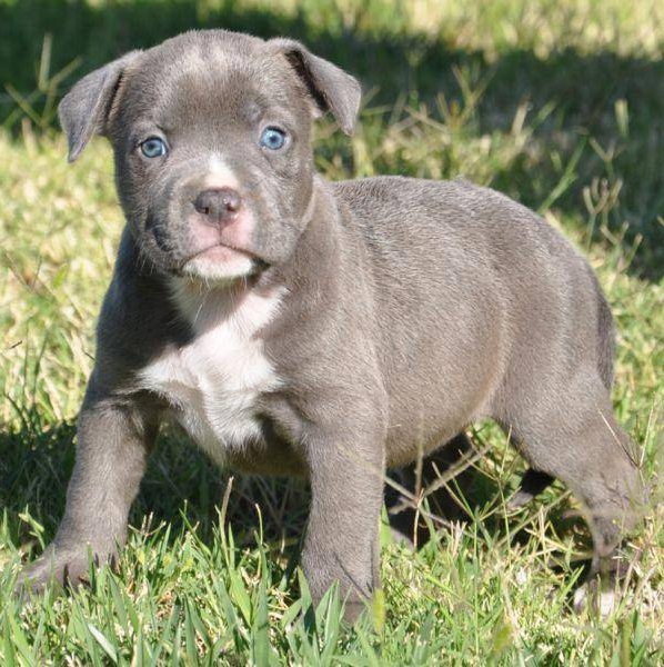 Blue Paul Terrier – Information, Health, Pictures & Training Pet Paw