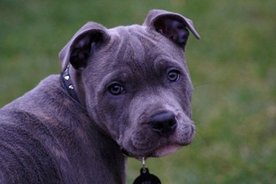 Blue paul terrier puppies shop for sale