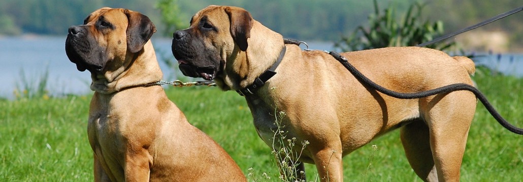 Boerboel is enjoying the overview