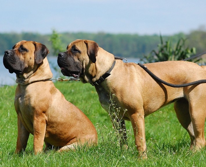 Boerboel is enjoying the overview